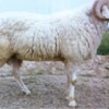 良种羊，小尾寒羊，波尔山羊，奶山羊，无角陶赛克