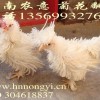 江苏元宝鸡，绣球鸡，菊花翻，樱桃鸡，塞拉玛，黑凤鸡养殖场