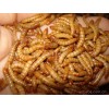 上海黄粉虫/上海黄粉虫养殖技术/上海黄粉虫养殖技术视频