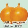 北京金丰硕专业批发销售名优洋葱种子质量保证