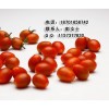邮购特色优质水果小番茄选择金丰硕24小时咨询热线