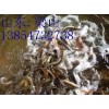 铜川出售泥鳅苗养殖价格运输 鲶鱼苗 鲟鱼苗