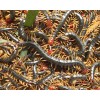供应上海蝎子，蜈蚣，黄粉虫免费供种