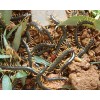 供应上海蝎子，蜈蚣，黄粉虫养殖户及代理代理加盟