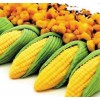 厂家常年收购：玉米