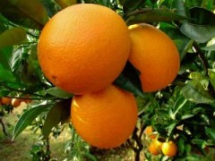 求购脐橙 柚子图1