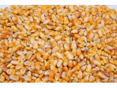 ╱◣正太╱畜牧饲料现款求购玉米大豆小麦碎米等饲料原料图1