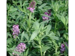 紫花苜蓿种子图1