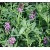 牧草种子批发销售紫花苜蓿种子