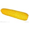 现金采购吉林优质玉米 诚寻口碑好的玉米收购供货