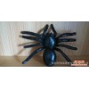 生产 创意动物异形塑胶樽 黑色pet塑胶樽