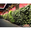 上海垂直绿化植物墙