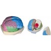 人体大脑模型，大脑分叶模型，教学模型 脑模型医学模型