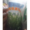 三衢种子 内蒙古苏丹草 牧草 饲料草 50斤/包  8元/斤