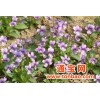 紫花地丁提取物清热解毒