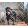 狗笼子防护网，动物笼子防盗网