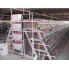 华光养殖温控设备出售专业的新型笼养养鸡设备