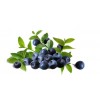 开封价格合理的野蓝莓果酒批售——【热销】天然蓝莓果酒
