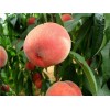 叠彩韩国脆桃苗——想要品质好的韩国脆桃苗就来桂林亿朵鲜果苗种植