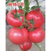 进口番茄种子_知名的抗病毒番茄种子_粉特2号供应商
