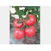 西红柿种子哪家好 品种好的西红柿种子批发