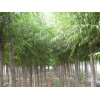 桂林口碑好的林木种植公司是哪家_价位合理的林木种植