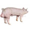 便宜的大白种猪推荐：出口大白种猪