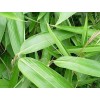 绿化竹子价格量大从优，绿化竹子批发