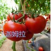 知名的进口抗病毒西红柿种子供应商 供应以色列西红柿种子