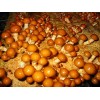 爽口的滑子菇——超值的滑子菇哪里有卖