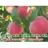 映霜红蜜桃苗多少钱_供应山东优质的映霜红蜜桃苗