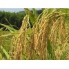 小米供应商，供应许昌口碑好的大米