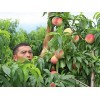 桂林亿朵鲜果苗种植_优质南方苹果桃供应商，恭城瑶族台湾油桃苗