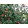 【诚意服务】山东沂蒙霜红桃树苗基地为您提供专业的售后种植服务