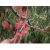供应山东好种植的映霜红桃苗——桃苗品种