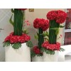 杭州可靠的杭州植物租赁公司是哪家_花卉租赁预订