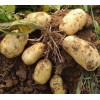代收滕州春秋两季荷兰土豆，专业代收值得信赖