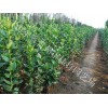 高纯度北海道黄杨出售 北海道黄杨栽培基地