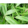 绿化竹子专业供应商，绿化竹子