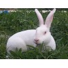 江苏许昌獭兔：【强力推荐】许昌可信赖的獭兔养殖中心