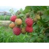 济宁树莓价格_优质的树莓就在鑫存农业