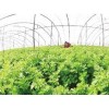 促销无污染蔬菜：扬州口碑好的绿色有机大棚蔬菜供货厂家