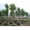 南宁绿化苗木：抢手的扁桃树出售