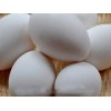沧州白鹅蛋：许昌好的白鹅蛋提供商