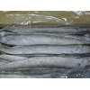 天然的带鱼：新发市场东海渔行供应实惠的带鱼