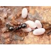 海南黑蚂蚁防治公司喜旺科技白蚁防治站提供具有口碑的海南黑蚂蚁防治