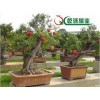 郑州石榴盆景|销量好的石榴盆景出售