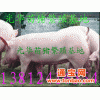 苗猪/仔猪繁殖销售,提供技术,面向全国招商.热线13082587008