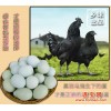 绿壳乌鸡蛋，湖北麻城山区放养黑羽乌鸡之绿壳蛋