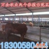 江西大型肉牛养殖场